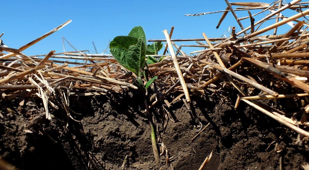 Soil and fertilizer
