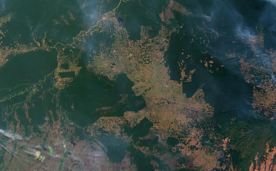 amazon rain forest destruction 