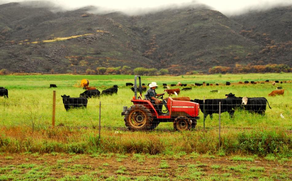 Rancher with cattle in Hawaii 