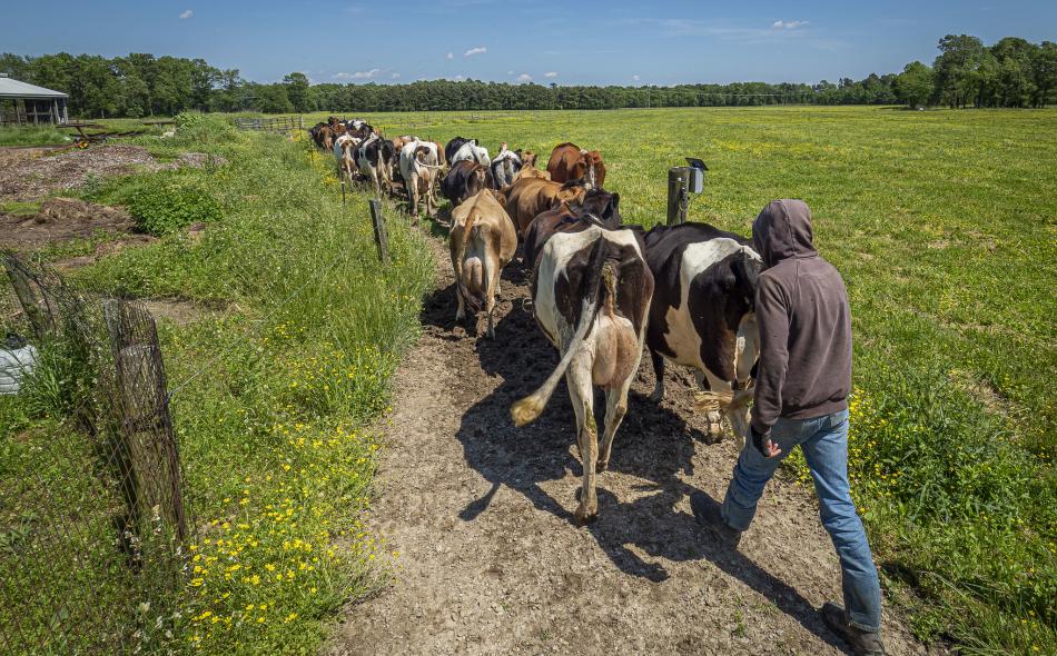 Farmer leading herd of cows