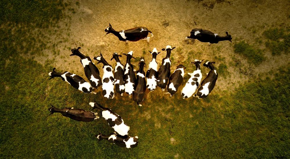 Cows on a field captured by a drone 