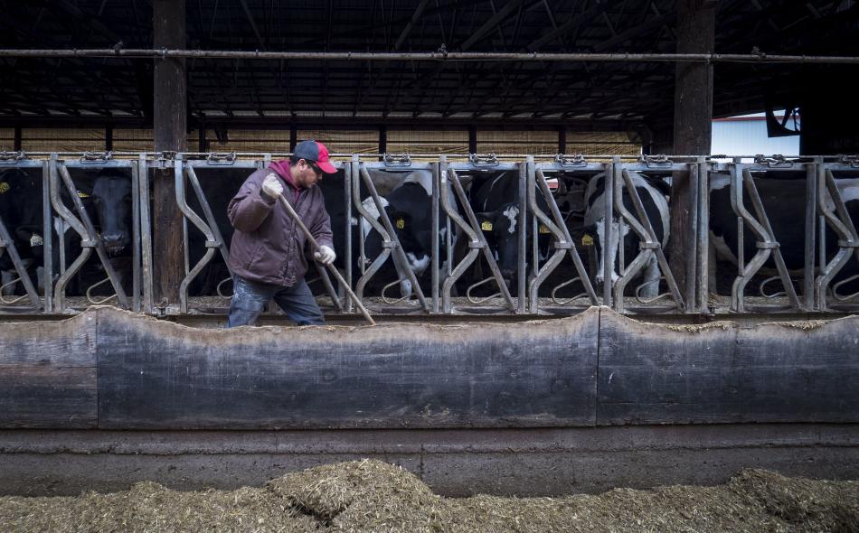A Reinford Farms worker cleans the feeding trough for the farm's Holstein cows outside of Mifflintown, Pennsylvania, January 24, 2018.