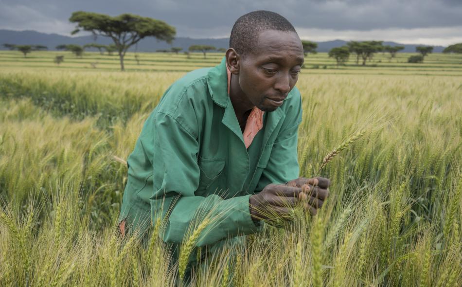 Farmer in Kenya examines wheat for disease 