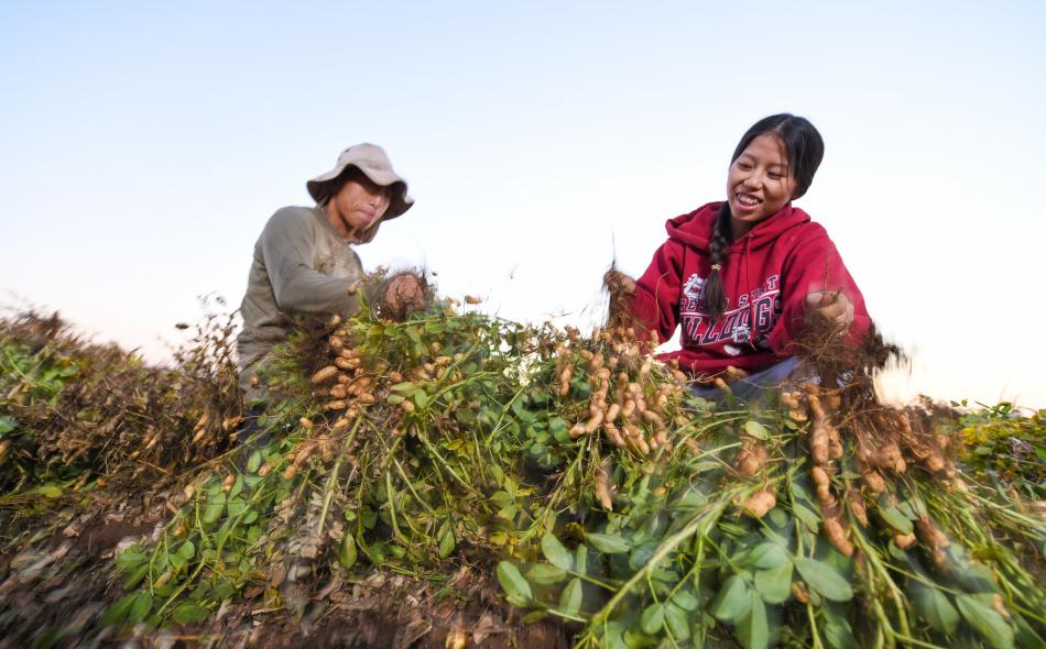 Hmong American farmer in California