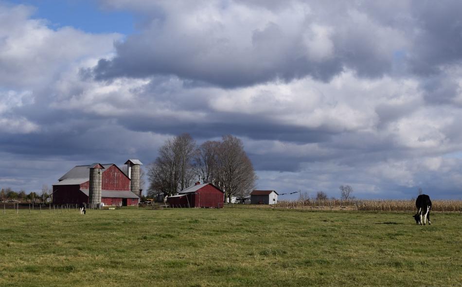 Dairy farm landscape 