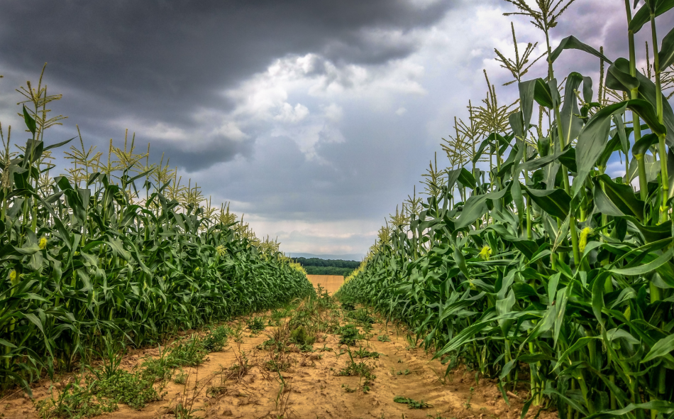 Corn field on a cloudy day