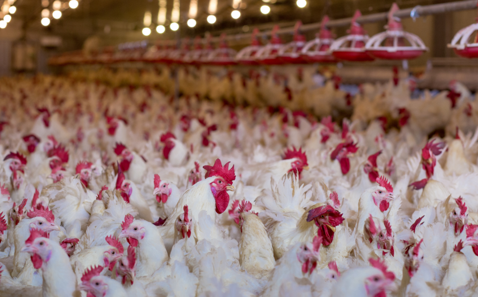 Image of hundreds of white chickens in a crowded industrial poultry facility