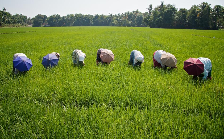 Rice farmers in India 