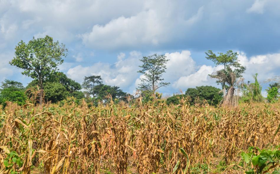 Corn fields in Cote d'Ivoire 