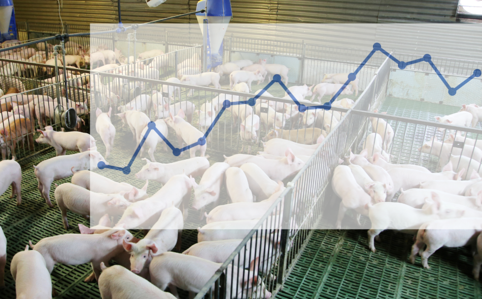 young hogs in confinement overlaid with graph of rising emissions