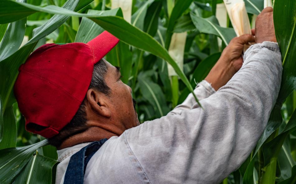 fieldworker harvesting corn