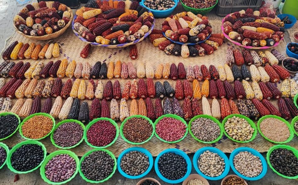 A diverse array of maize seeds on display in Oaxaca, Mexico. Photo by Michael Farrelly.