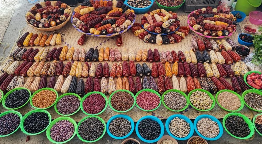 A diverse array of maize seeds on display in Oaxaca, Mexico. Photo by Michael Farrelly.