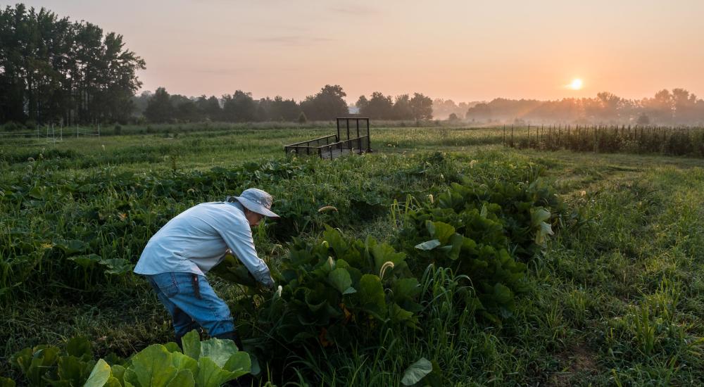 Squash harvest on an organic farm 