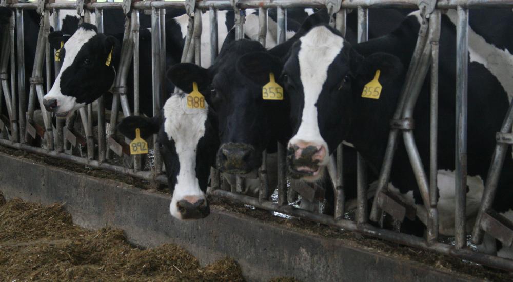 Cows at a dairy