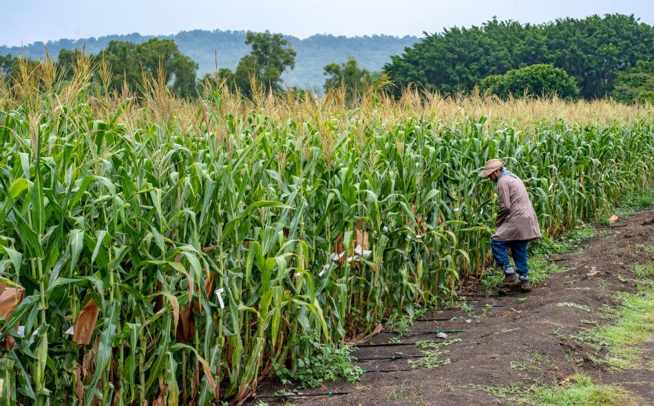 Field worker bagging maize ears