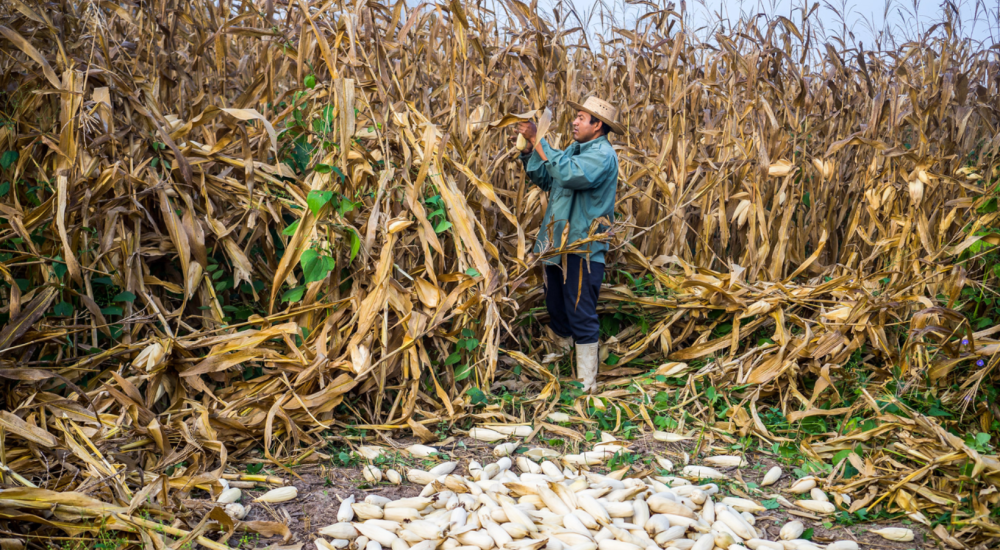 Man harvesting corn