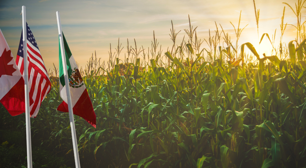 Canada, Mexico, U.S. flags in front of corn field