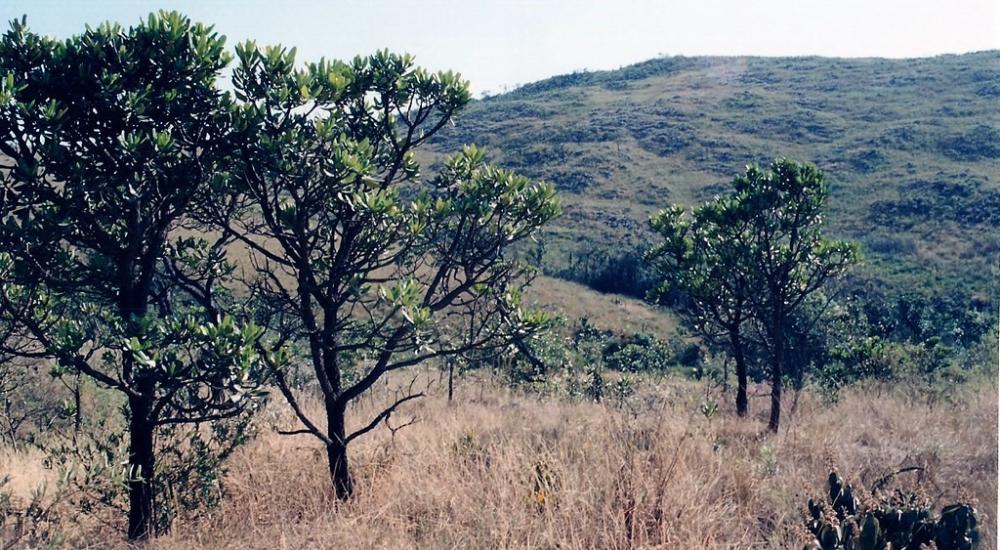 grassland and forest