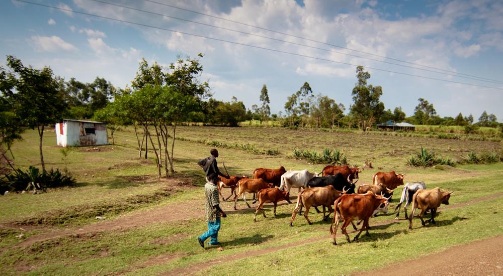 Image of cattle herd in Kenya.