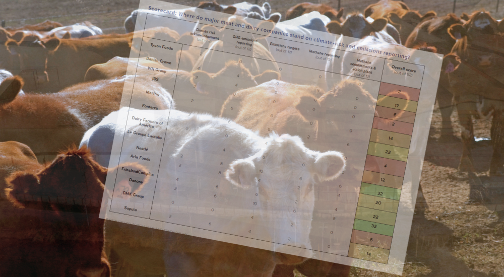 cows overlaid with scorecard