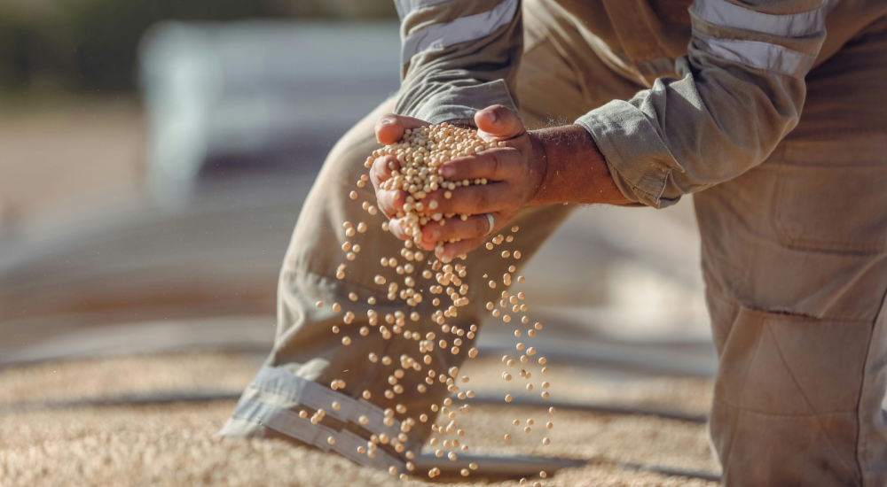 Soybeans falling through a man's fingers