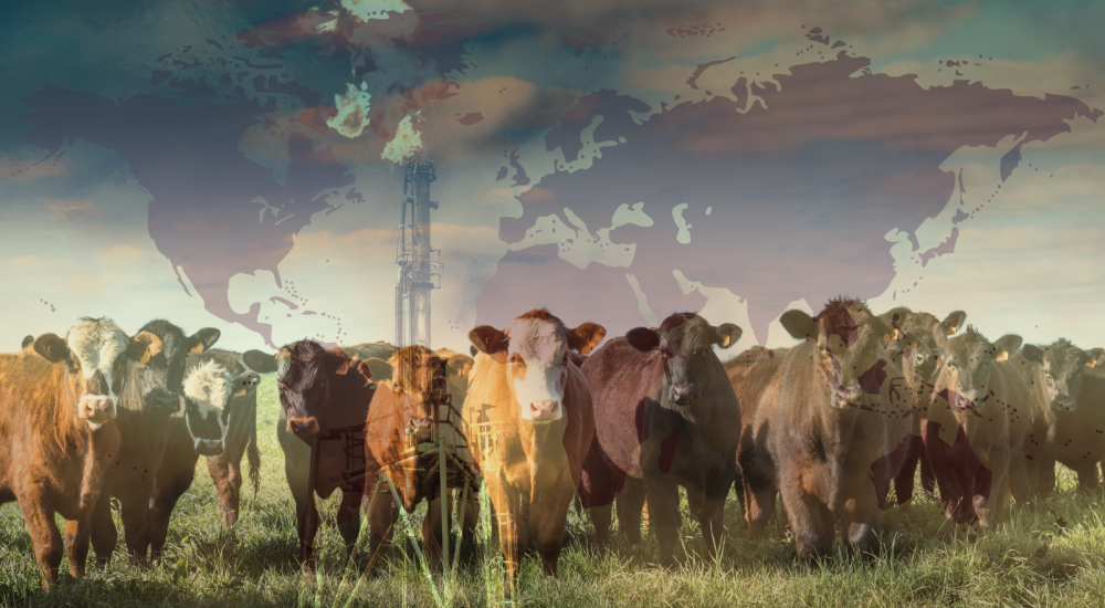 Cows overlaid with world map and natural gas methane flare