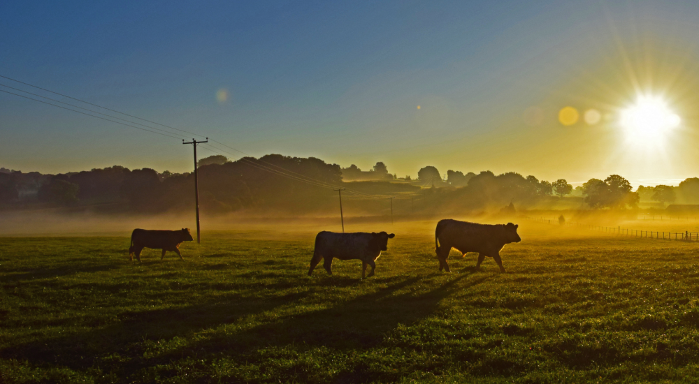 Three cows in front of setting or rising sun