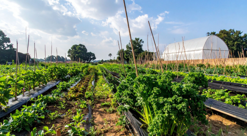 Kale and other vegetables on diverse healthy farm