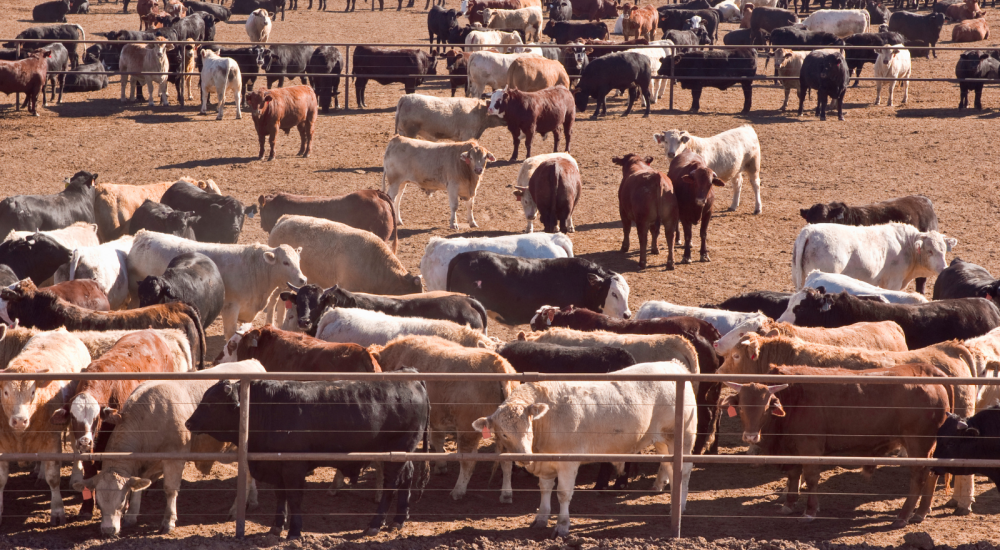 Cows in feedlot
