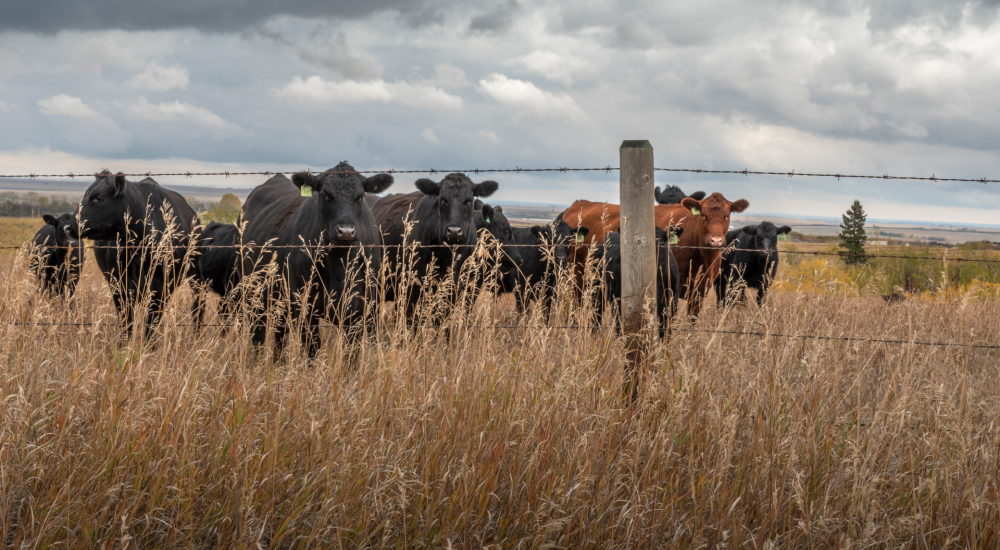 Alberta cattle