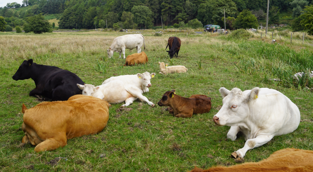Irish cows