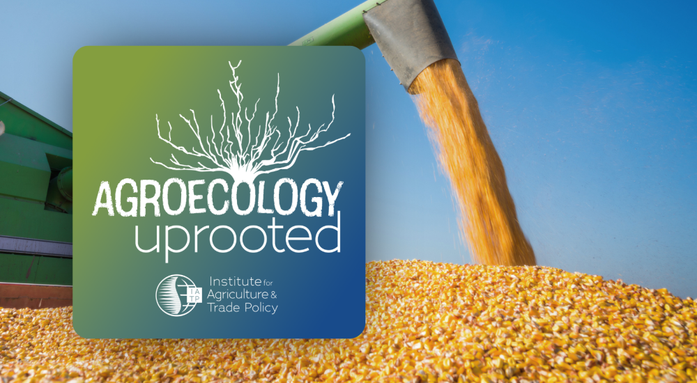 Agroecology Uprooted logo over image of large maize harvest