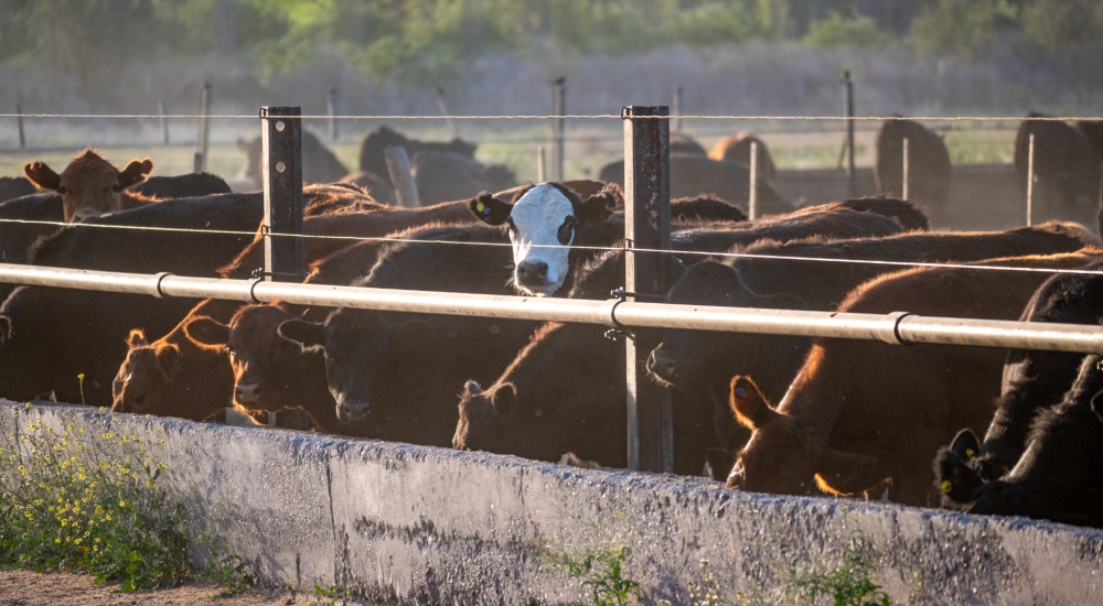 Argentina cattle feedlot