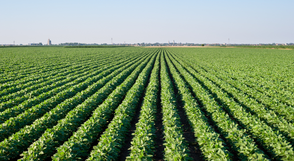 soy field