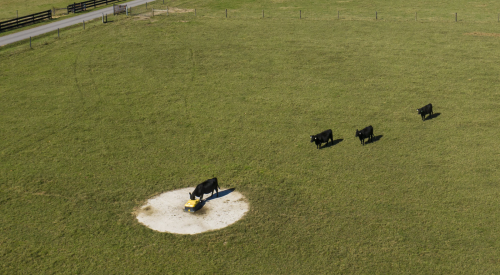 Cows waiting their turn for a drink