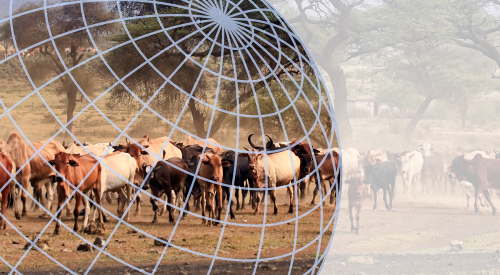Cattle herd in African landscape overlaid with globe grid