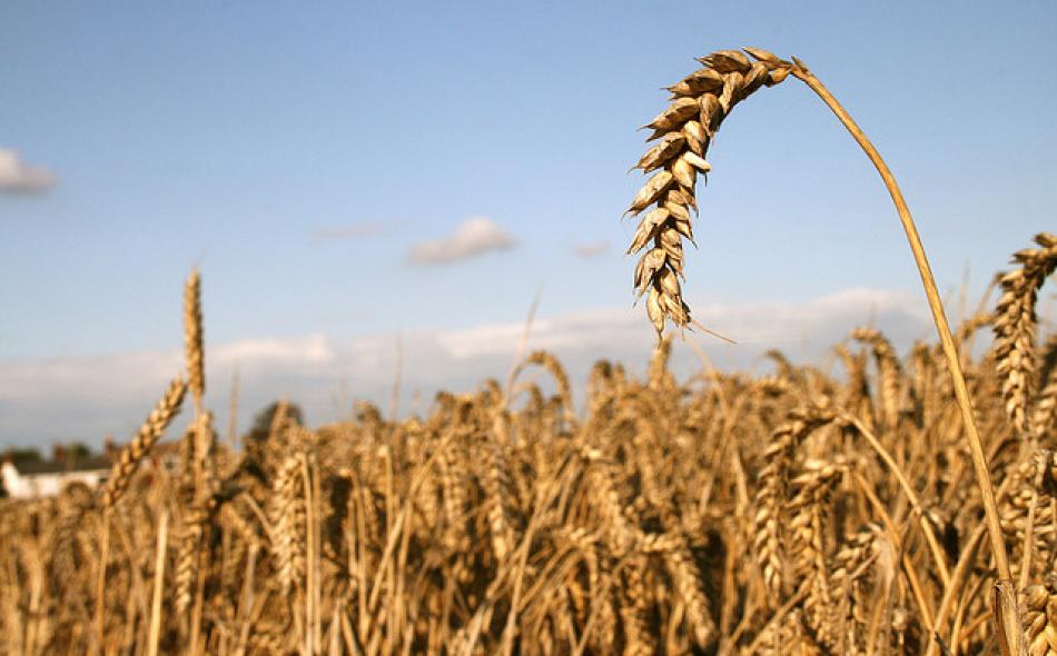 Food security and national security: Learning from China’s approach to managing its wheat supplies