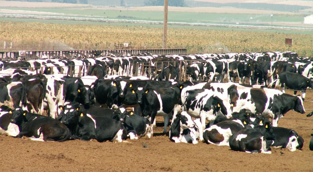 Conservation, Climate, and CAFOs