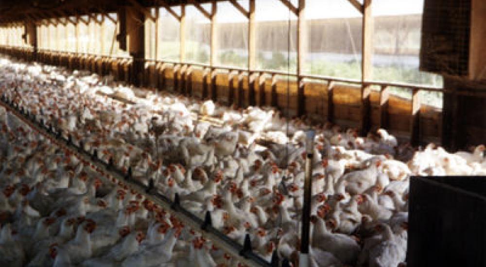 TTIP and Animal Welfare