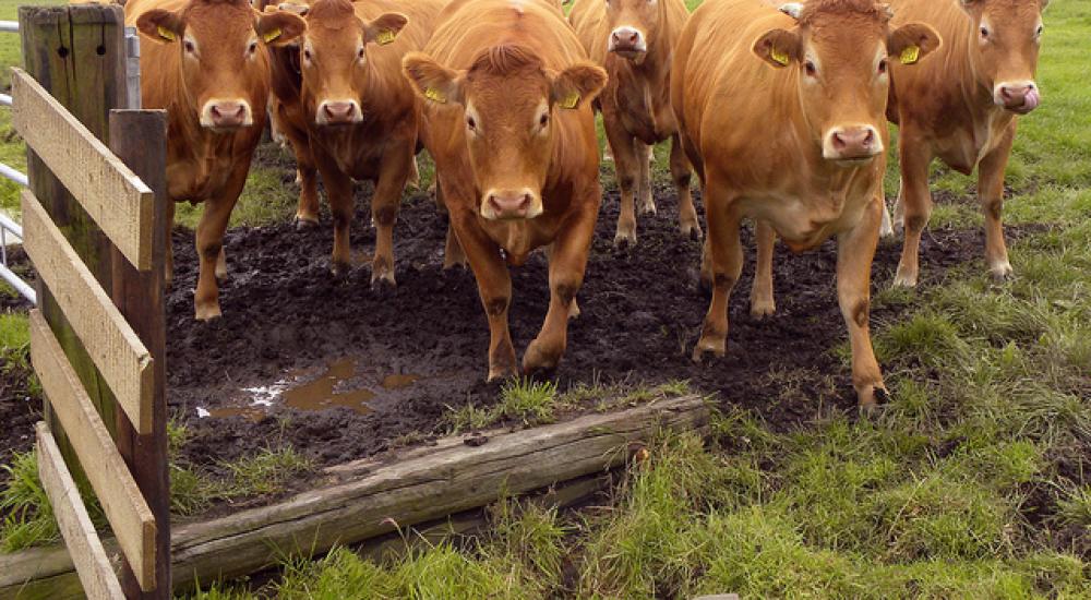 The war on antibiotics: Without strict new regulations, U.S. beef, poultry and pork production could rob us of effective antibiotics