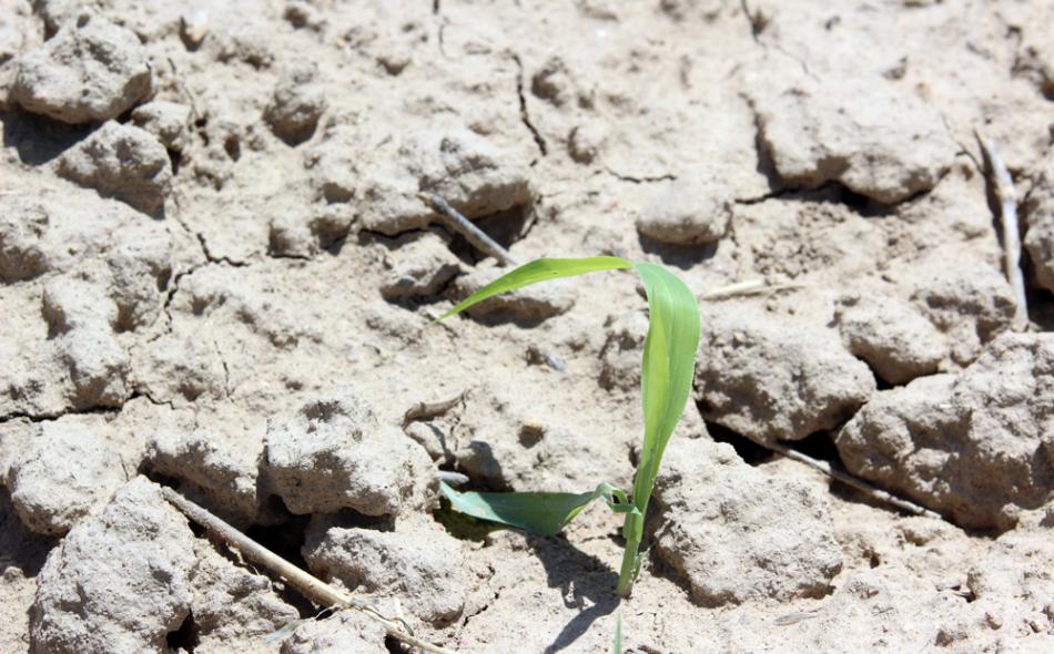 During extreme drought, farmers try for resiliency