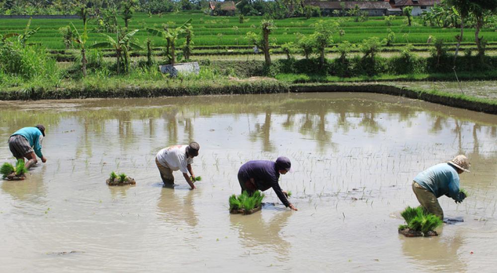 Agriculture on the Road to Bali