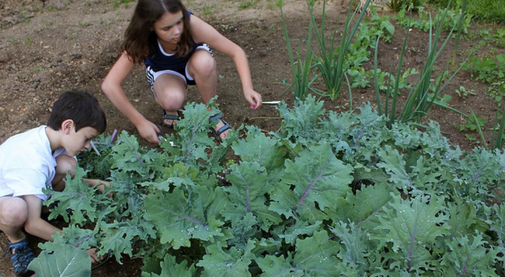 Farm to School’s teachable moment