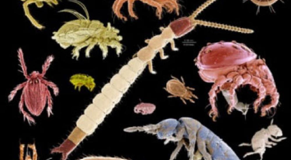 Webinar: Agricultural nanotechnology and the future of food