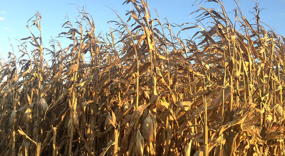 “Protectionism” and U.S. farm profitability