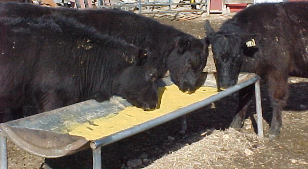 Petitioning the FDA: Get antibiotics out of ethanol byproduct sold as animal feed