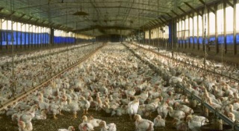 Action Alert: Send 30,000 comments to the FDA on taking antibiotics out of our meat