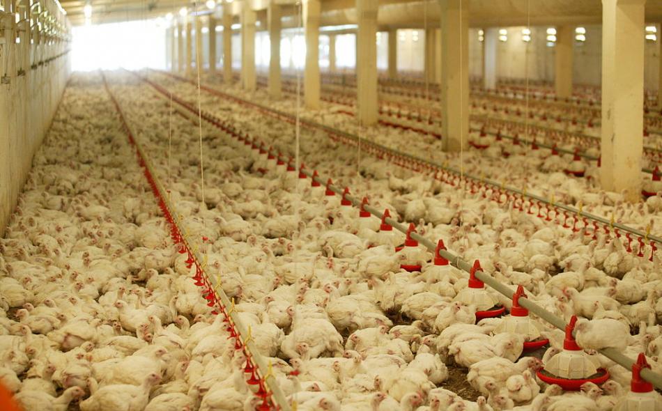 The U and the Flu: The bad science behind industrial poultry