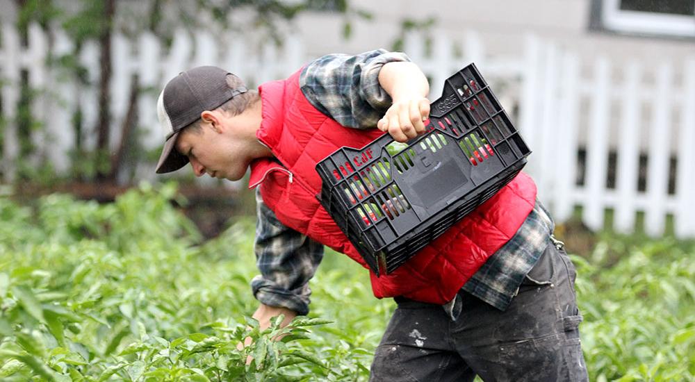 WEBINAR: Building Minnesota's Farm to Institution Markets: The Producer Perspective